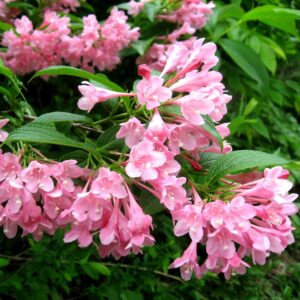 Вейгела цветущая «Розеа» в Киселевске