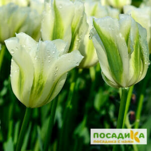 Тюльпан зеленоцветный СПРИНГ ГРИН в Киселевске