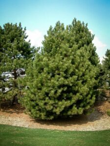 Сосна Чёрная (Pinus Nigra) в Киселевске