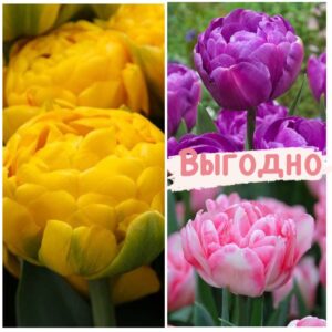 Красота в тройной выгоде! Только для любителей тюльпанов! в Киселевске