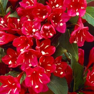Вейгела цветущая «Ред Принц» в Киселевске