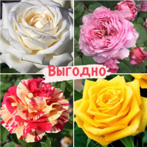 Набор Чайно-гибридные розы! в Киселевске