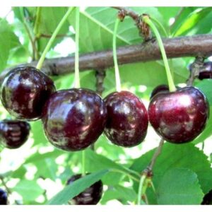 Саженцы вишни — Чудо-вишня в Киселевске