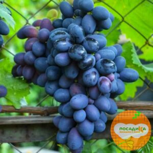 Ароматный и сладкий виноград «Августа» в Киселевске