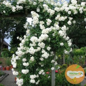 Роза плетистая Белый каскад в Киселевске