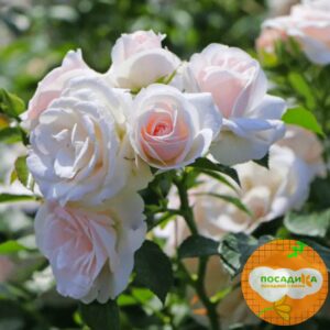 Роза почвопокровной Аспирин в Киселевске
