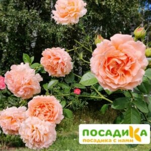 Роза плетистая Полька в Киселевске
