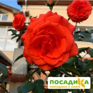 Роза плетистая Майнтауэр в Киселевске