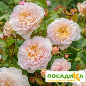 Роза плетистая Эмили Грей в Киселевске