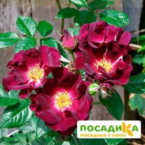 Роза плетистая  Найт Оул в Киселевске