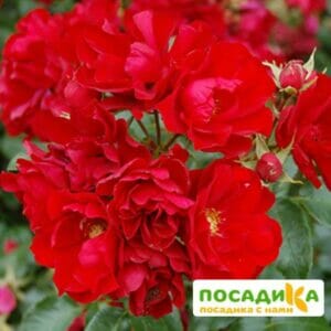 Роза Центро-Розе в Киселевске